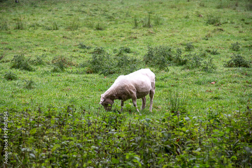 White sheep eating grass in a forest pasture