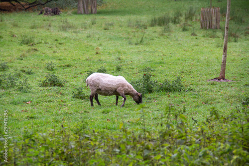A black and white sheep eating grass in a forest pasture