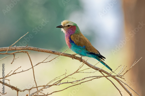 Lilac-breasted Roller - Coracias caudatus - colorful magenta, blue, green bird in Africa, widely distributed in sub-Saharan Africa, vagrant to the Arabian Peninsula, prefers open woodland and savanna