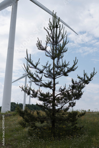 tree in the field photo