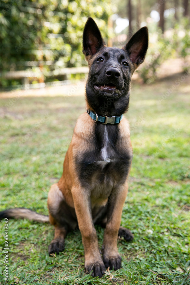 baby Shepherd