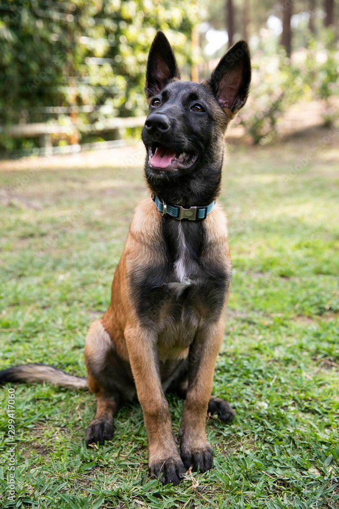 baby Shepherd