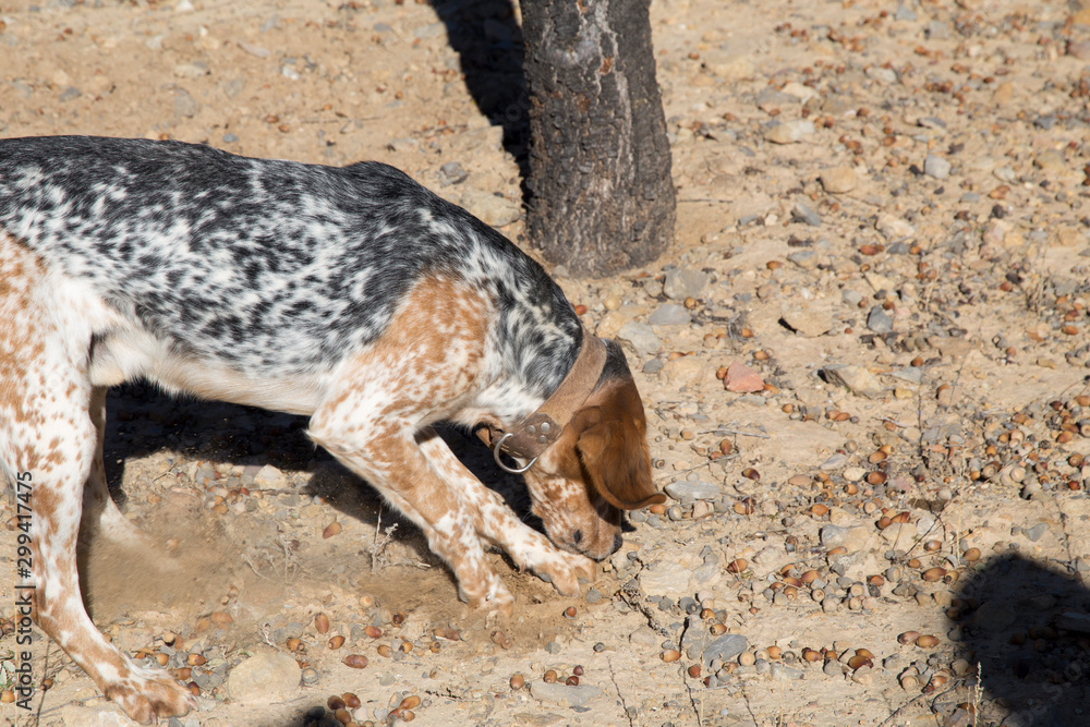 Obraz premium A dog sniffs around an Oak plantation with a farmer for Black Truffles