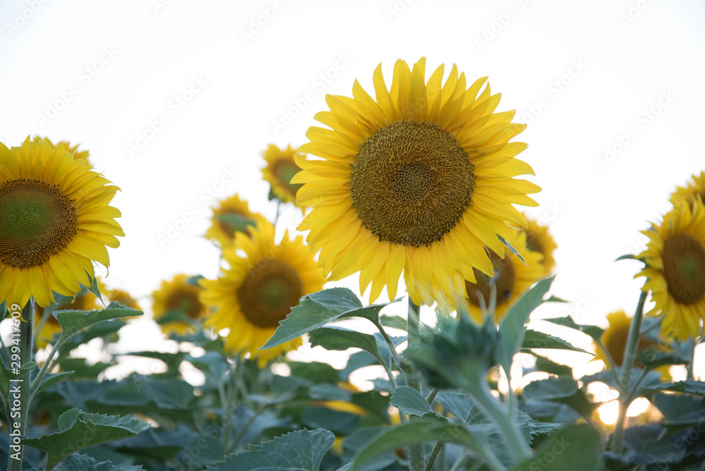 Fototapeta premium sun flowers