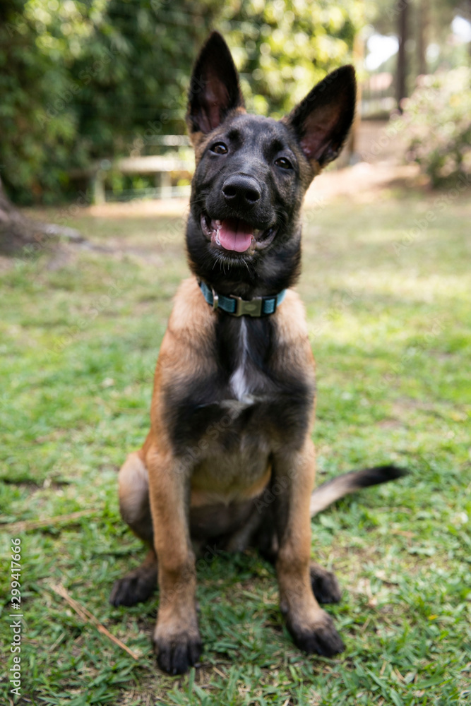 baby Shepherd