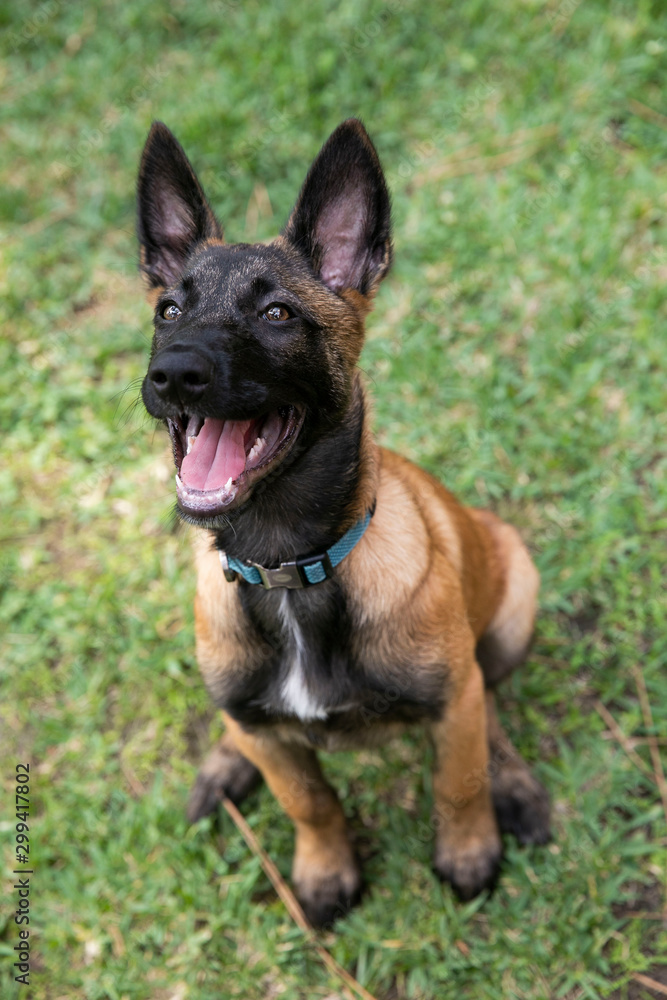 baby Shepherd