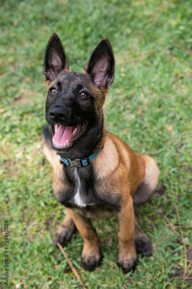 Naklejka premium baby Shepherd