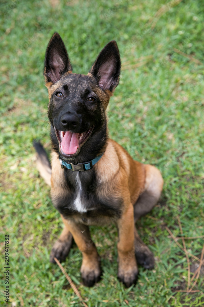 baby Shepherd