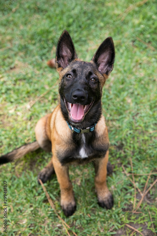 baby Shepherd