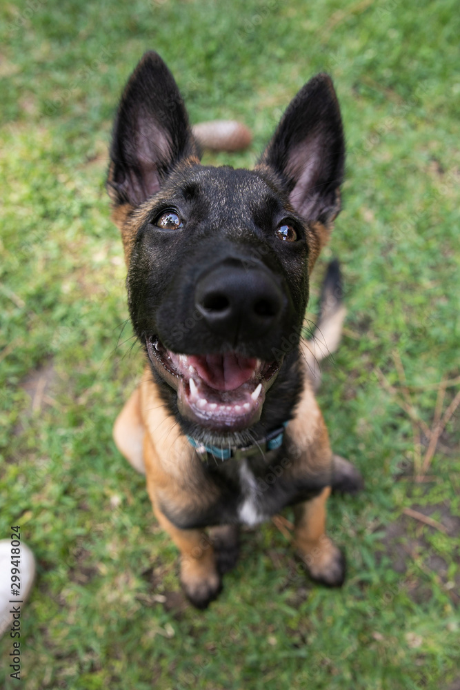 baby Shepherd