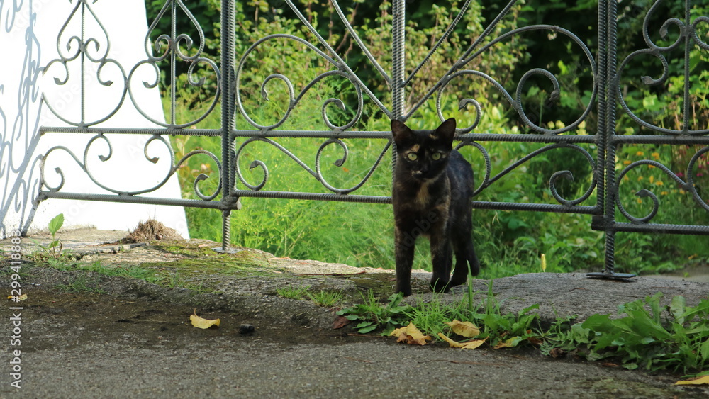 cat in the garden
