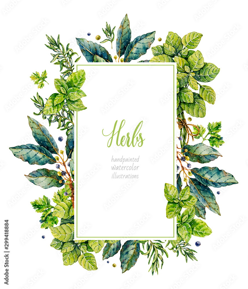 Watercolor rosemary, basil, bay leaf, parsley. Herbs. Watercolor botanical hand drawn illustration. Watercolor plants. - obrazy, fototapety, plakaty 