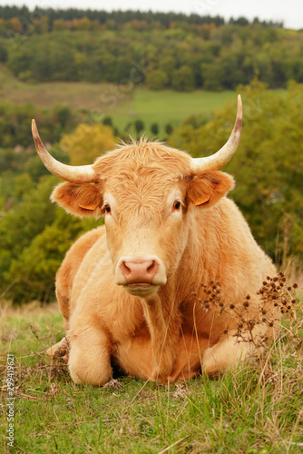 Animal ferme vache 355