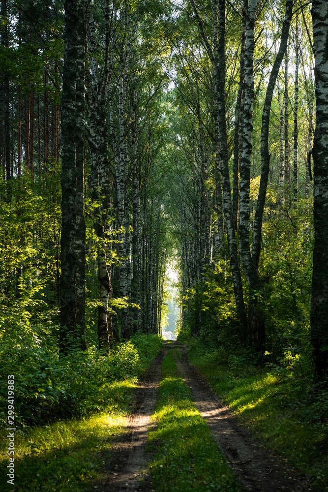Obraz premium Forest road landscape. Summer park with green trees.