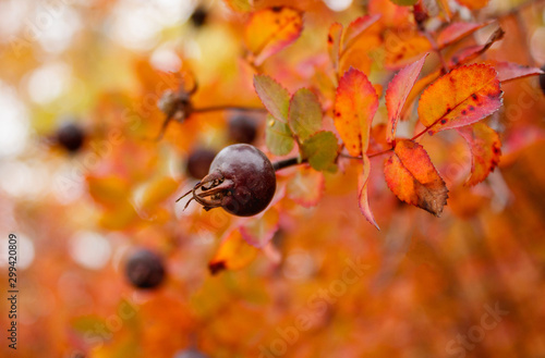 Ripe rose hips on branches with colorful leaves in late autumn. © TATIANA