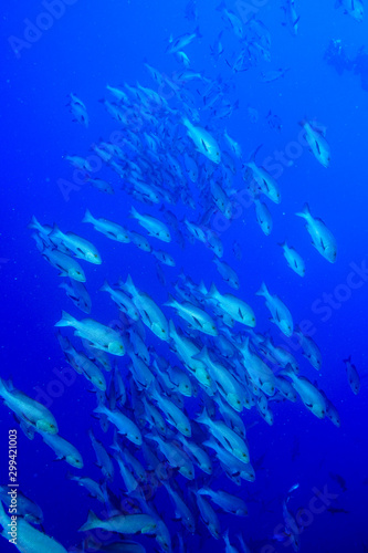 School of Fish  Red Sea  Egypt