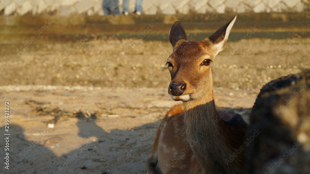Fototapeta premium Deer face, Miyajima island, Japan.