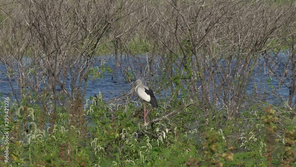 a asian openbill perching branch in waterway a asian openbill perching branch in waterway