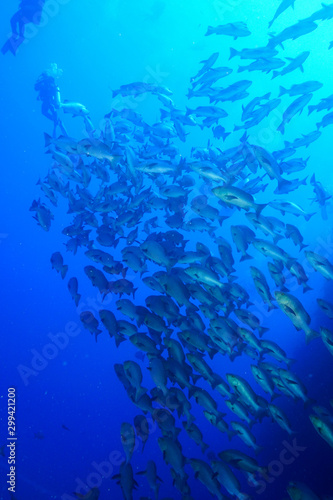 School of Fish, Red Sea, Egypt