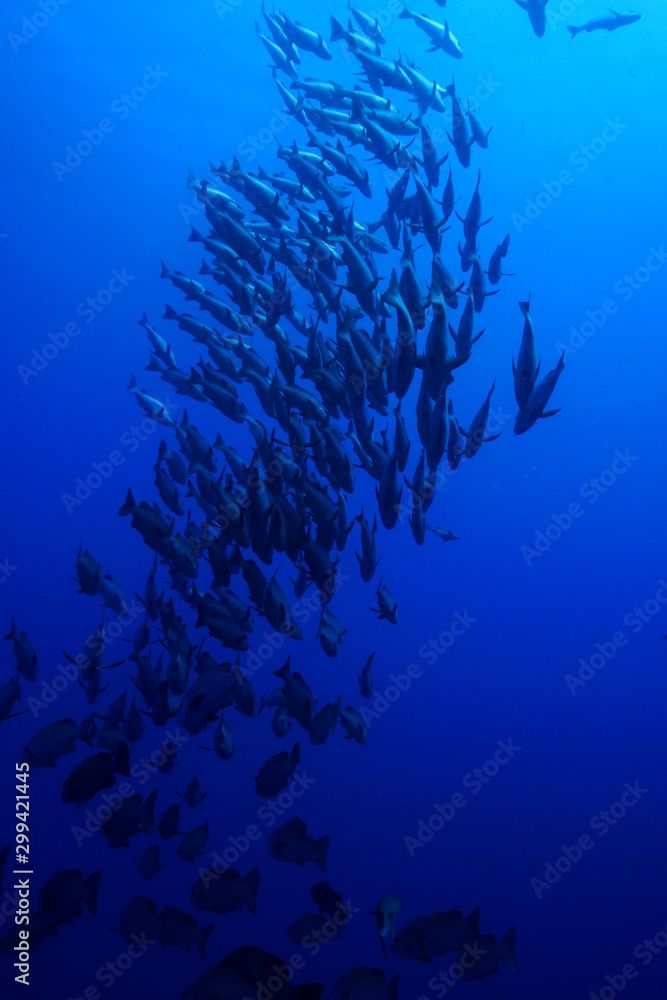 Fototapeta premium School of Fish, Red Sea, Egypt