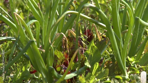 Extreme close up of a small lettuce plant with red tinged leaves growing amid tall wild onions and other grasses photo