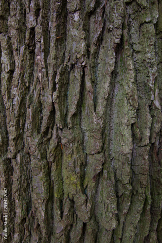 Pine Tree Mossy Texture Closeup for background