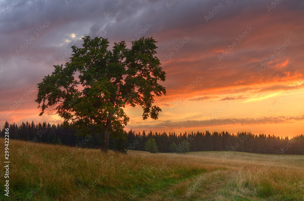 Majestic tree in the middle of meadow at orange romantic sunset.
