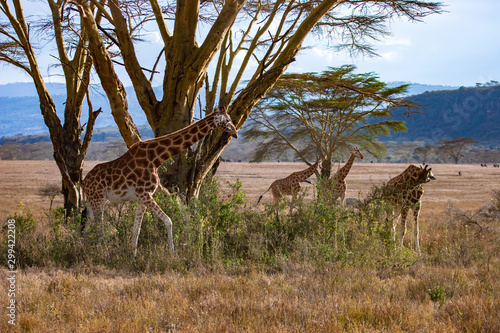 Giraffes stand near the tre...