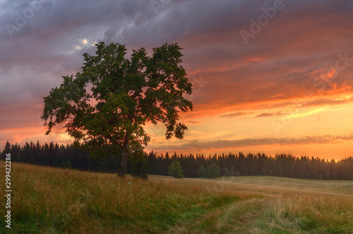 Majestic tree in the middle of meadow at orange romantic sunset. © cobracz