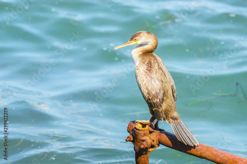 image of sitting cormorant