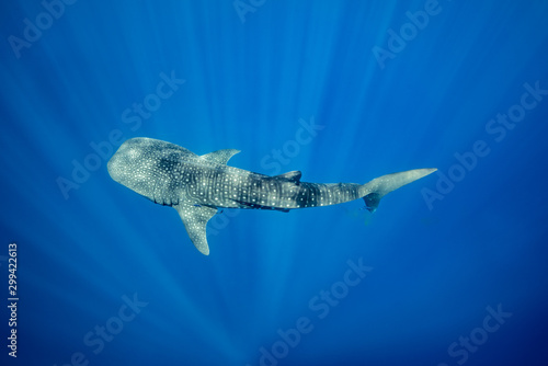 Whale Shark © Hoopoe Digital