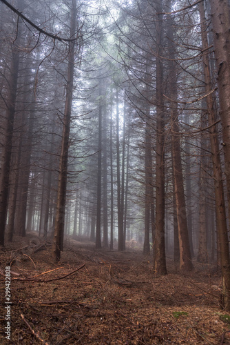 forest in fog