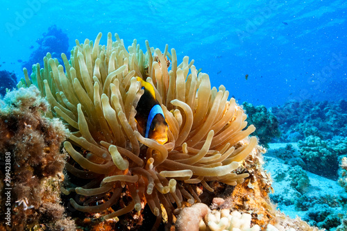 Anemone fish and Coral at the Red Sea, Egypt