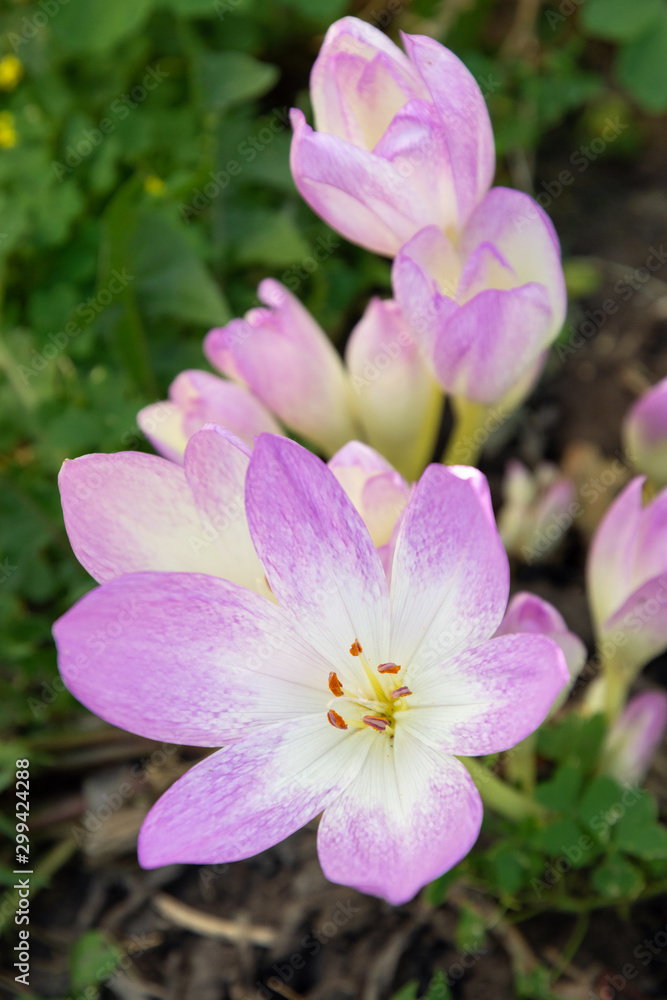 Fototapeta premium Colchicum autumnale commonly known as autumn crocus, meadow saffron or naked ladies