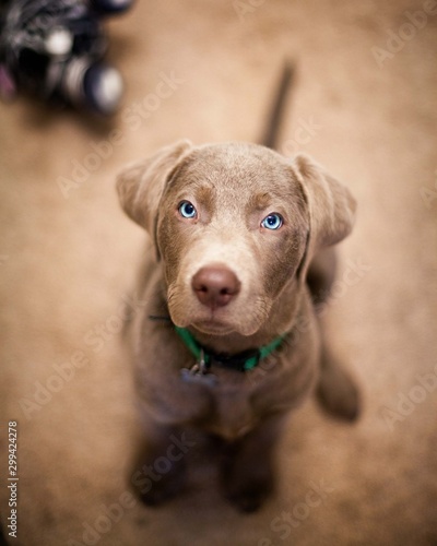 Adorable Labrador Retriever Puppy With Beautiful Blue Eyes
