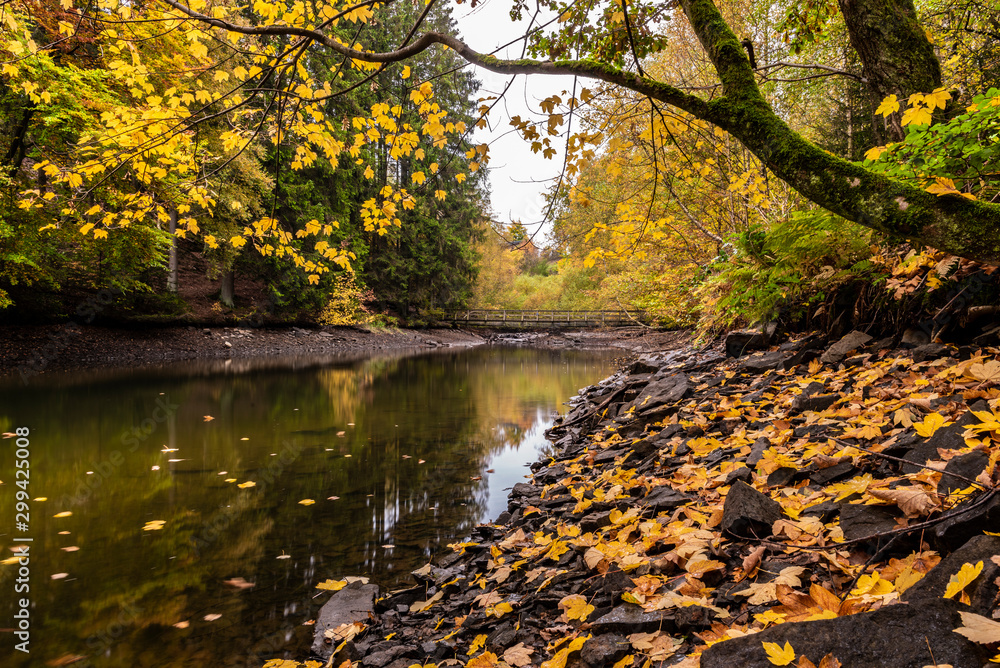 Obraz premium gelber Herbst