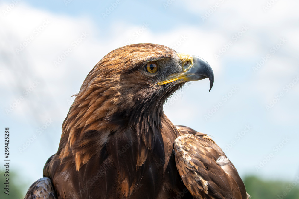 The golden eagle. King of the air The golden eagle. King of the air