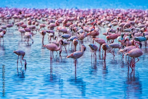 African greater Flamingos. Pink flamingos on a background of water. Flock of flamingos stand in the blue sea. Graceful birds at a watering hole. Kenya. Safari Africa. Fauna of the African continent