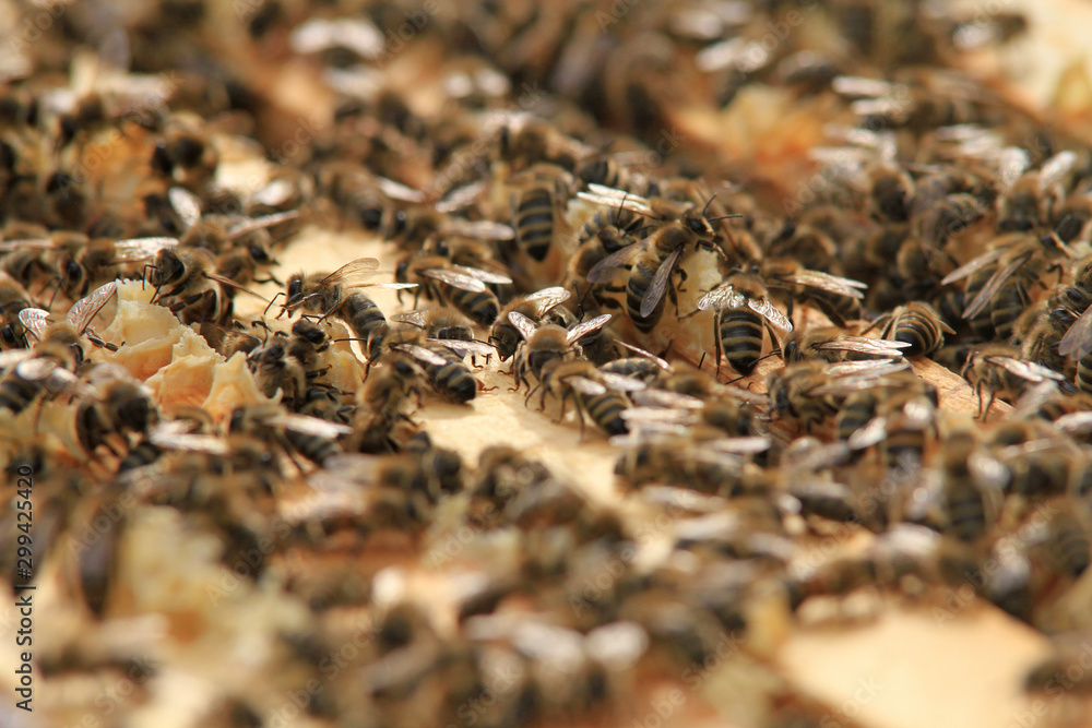 Bienenstock Bienenstock