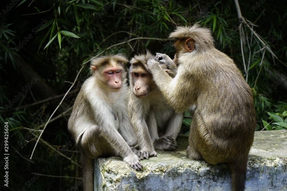 The Monkey Kingdom The Monkey Kingdom