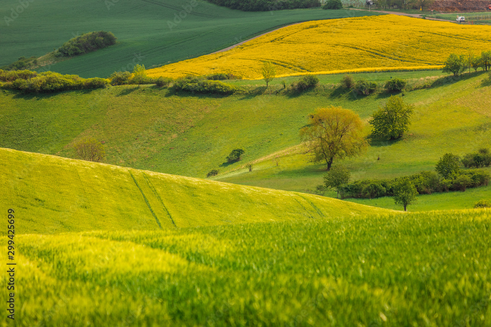Fototapeta premium Moravian fields in spring time, green and yellow landscapes in Czech Republic has awesome structure