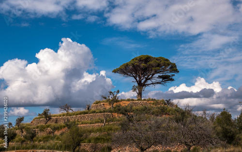 paisaje con arbol Mallorca