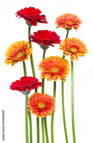 Vertical   gerbera flowers with long stem isolated over white background. Spring bouquet. .