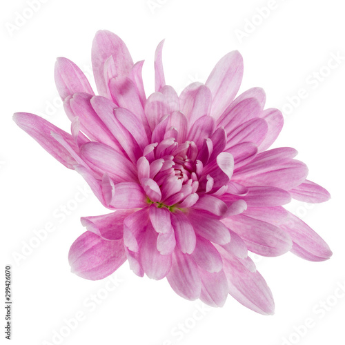 one chrysanthemum flower head isolated over white background closeup. Garden flower  no shadows  top view  flat lay. .