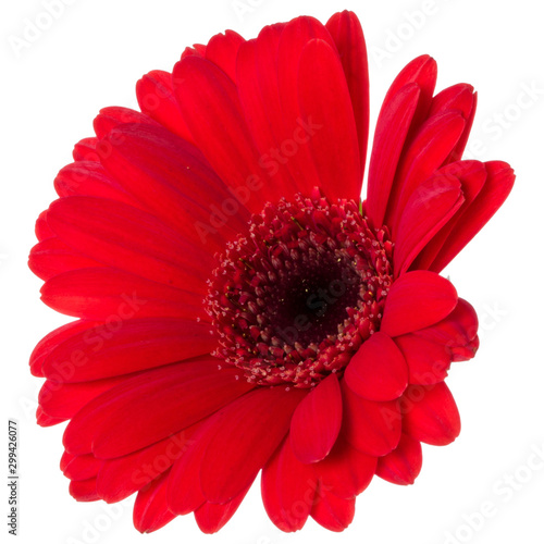 red gerbera flower head isolated over white background closeup. Gerbera in air, without shadow. Top view, flat lay. .