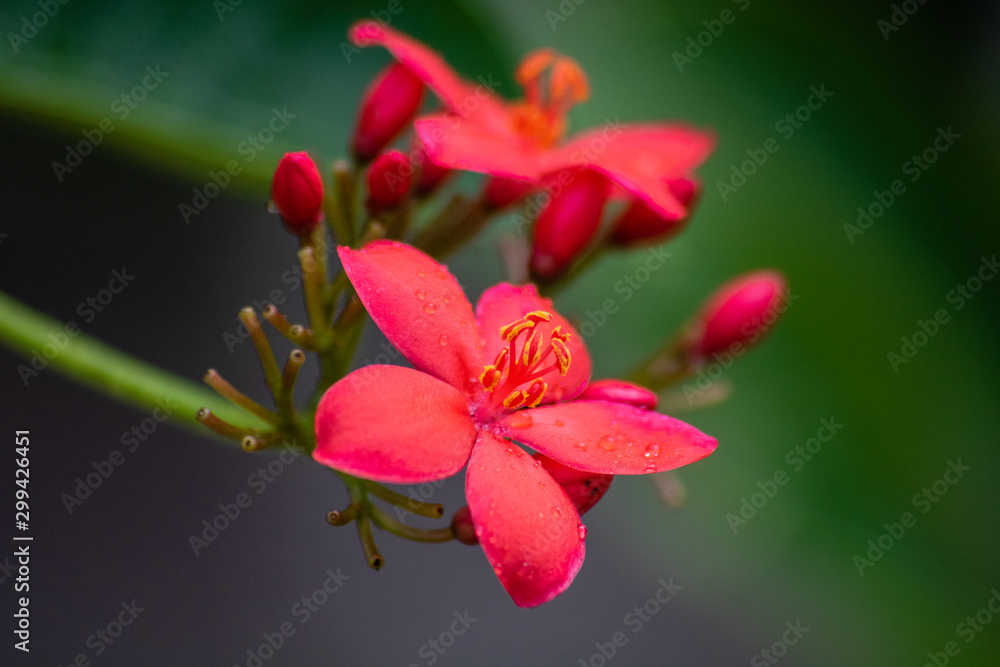 Obraz premium Peregrina