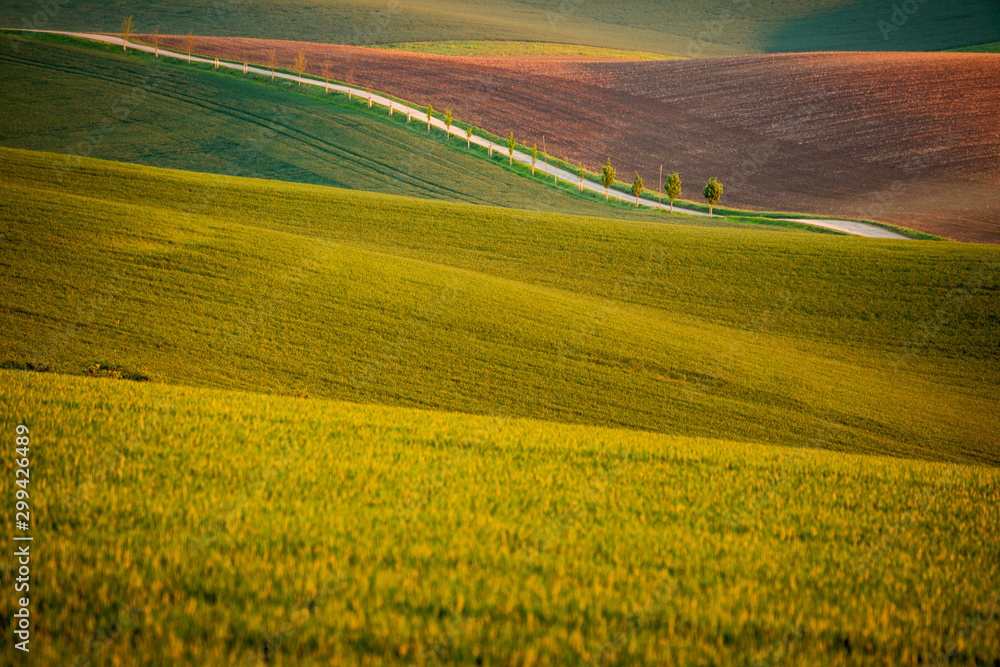 Obraz premium Moravian fields in spring time, green and yellow landscapes in Czech Republic has awesome structure