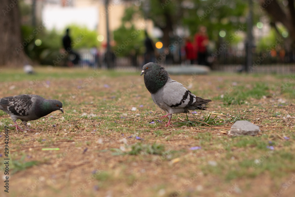 Obraz premium paloma macho