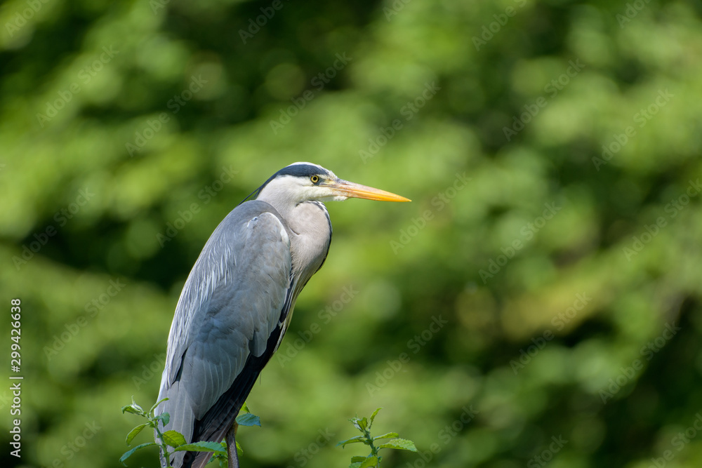 Grey heron (Ardea cinerea) perching in front of a green blurred background in summer Grey heron (Ardea cinerea) perching in front of a green blurred background in summer