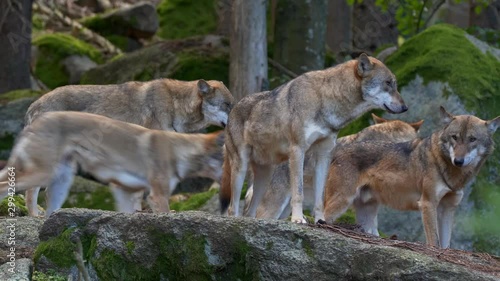 Eurasian wolf (Canis lupus lupus) pack in forest